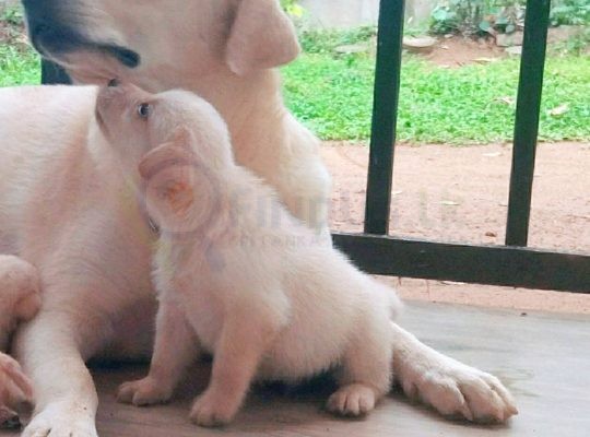 Labrador puppies