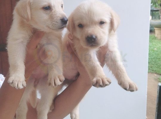 Labrador puppies