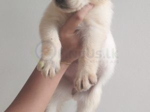 Labrador puppies