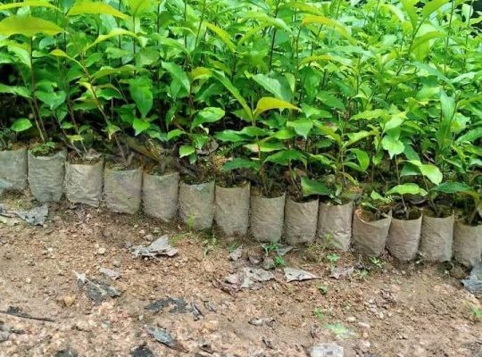 Tea Plants (තේ පැල)