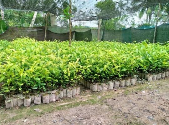 Tea Plants (තේ පැල)