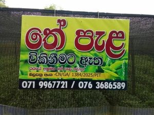 Tea Plants (තේ පැල)
