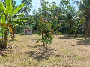 A valuable plot for sale