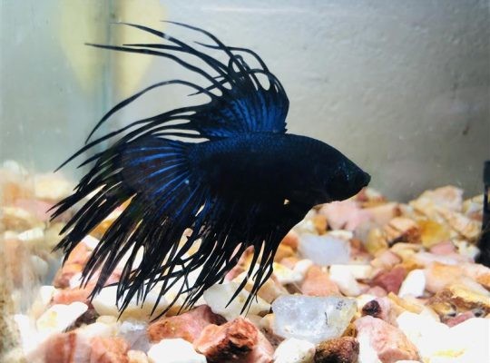 fighter fish