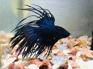 fighter fish