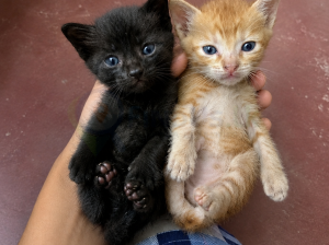 Cute Kittens for Free Adoption